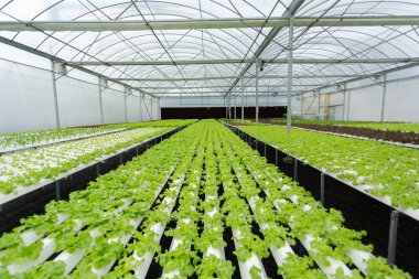 Sebzeli yeşil yaprak ve grafik bilgileri, faydaları. lif, metabolizma ve bağışıklık sistemi, antioksidan, kolesterol, detoks, demir ve kilo kaybı.