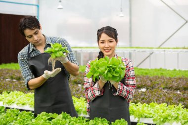 Genç Asyalı çift tarımsal akıllı çiftçi organik serada sebze topluyor. Hidrofonik tarım..