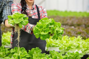 Genç Asyalı çift tarımsal akıllı çiftçi organik serada sebze topluyor. Hidrofonik tarım..