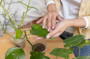 Genç Asyalı kadın geri dönüştürülmüş plastik şişelerden yapılmış saksı bitkileriyle yapraklara toz siliyor. Özen ve temizlik yaprakları. 