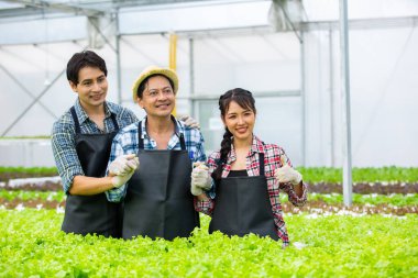 Asyalı çiftçiler organik sebzeler, hidrofonik. Ticari Tarım Sebze Üretimi. Topraksız bitki yetiştirme. Serada çalışmak.