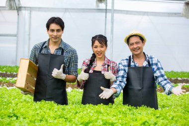 Asyalı çiftçiler organik sebzeler, hidrofonik. Ticari Tarım Sebze Üretimi. Topraksız bitki yetiştirme. Serada çalışmak.