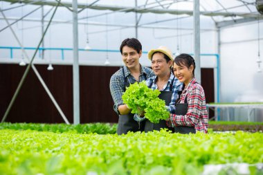 Asyalı çiftçiler organik sebzeler, hidrofonik. Ticari Tarım Sebze Üretimi. Topraksız bitki yetiştirme. Serada çalışmak.