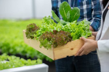 Tahta kutuda taze sebzeler. Çiftçiler serada taze sebzelerle ahşap sepet tutuyorlar. Ticari Tarım Sebze Üretimi.