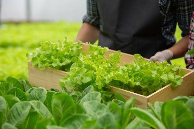 Tahta kutuda taze sebzeler. Çiftçiler serada taze sebzelerle ahşap sepet tutuyorlar..