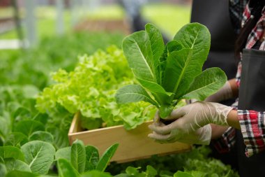 Tahta kutuda taze sebzeler. Çiftçiler serada taze sebzelerle ahşap sepet tutuyorlar..