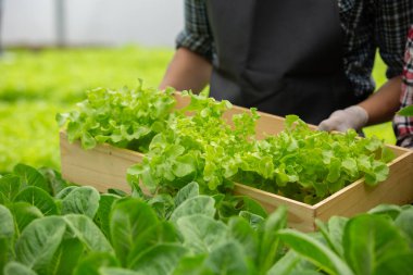 Tahta kutuda taze sebzeler. Çiftçiler serada taze sebzelerle ahşap sepet tutuyorlar..