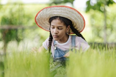 Hasır şapkalı bir kız kreşte çalışıyor. Genç pirinç bitkilerini düzenliyor ve serada tohum yetiştiriyor. Bahçıvanlık faaliyetlerine giriyoruz. Çiftçiliğe olan bağlılığını gösteriyor..
