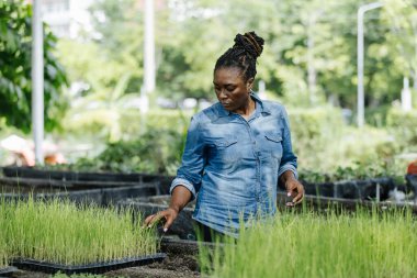 Siyah Afrika kökenli Amerikalı kadın kreşte çalışıyor, tepsilerde genç pirinç bitkilerini dikkatlice düzenliyor. Güneş ışığı ağaçların arasından süzülüyor, çiftçiliğe olan bağlılığını gösteriyor..
