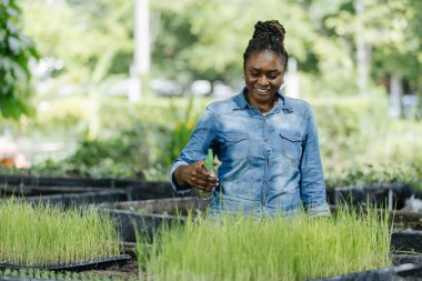 Siyah Afrika kökenli Amerikalı kadın kreşte çalışıyor, tepsilerde genç pirinç bitkilerini dikkatlice düzenliyor. Güneş ışığı ağaçların arasından süzülüyor, çiftçiliğe olan bağlılığını gösteriyor..