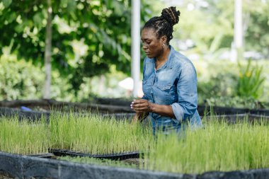 Siyah Afrika kökenli Amerikalı kadın kreşte çalışıyor, tepsilerde genç pirinç bitkilerini dikkatlice düzenliyor. Güneş ışığı ağaçların arasından süzülüyor, çiftçiliğe olan bağlılığını gösteriyor..