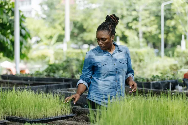 Siyah Afrika kökenli Amerikalı kadın kreşte çalışıyor, tepsilerde genç pirinç bitkilerini dikkatlice düzenliyor. Güneş ışığı ağaçların arasından süzülüyor, çiftçiliğe olan bağlılığını gösteriyor..
