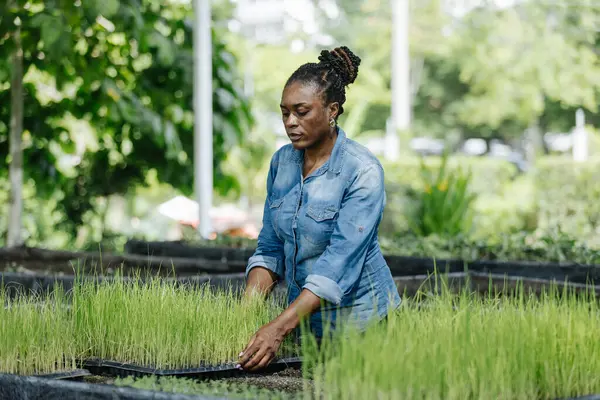 Siyah Afrika kökenli Amerikalı kadın kreşte çalışıyor, tepsilerde genç pirinç bitkilerini dikkatlice düzenliyor. Güneş ışığı ağaçların arasından süzülüyor, çiftçiliğe olan bağlılığını gösteriyor..