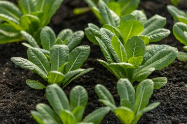 sebze, sera, tarım, tarım, bahçe, yeşil yaprak..