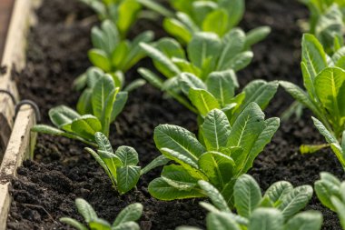 sebze, sera, tarım, tarım, bahçe, yeşil yaprak..