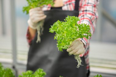 Çiftçinin serada eldivenli tuttuğu hidrofonik marul. Temiz gıda, organik tarım, sürdürülebilir tarım ve kalite kontrollü güvenli sebze toplama kavramı.