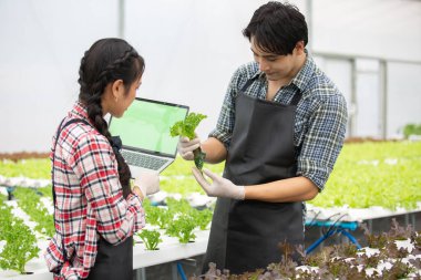 Genç çiftçiler serada dizüstü bilgisayar kullanırken hidrofonik marulu eldivenle inceliyor. Takım çalışması, akıllı tarım, organik tarım, temiz gıda ve sürdürülebilir tarım kavramı.