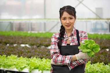 Kendine güvenen genç kadın çiftçinin portresi hidroponik serada duruyor ve kolları çaprazlanmış bir şekilde sebze tutuyor. Modern organik tarım kavramı, temiz gıda, tarım liderliği akıllı tarım..