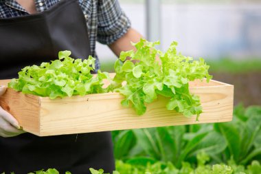 Hidroponik çiftlikteki çiftçiler tarafından toplanan taze yeşil marul, organik sebzeler ve sürdürülebilir tarım uygulamaları sergileniyor..