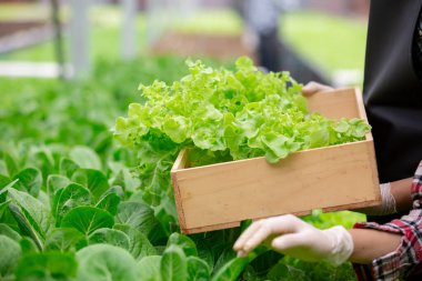 Hidroponik çiftlikteki çiftçiler tarafından toplanan taze yeşil marul, organik sebzeler ve sürdürülebilir tarım uygulamaları sergileniyor..