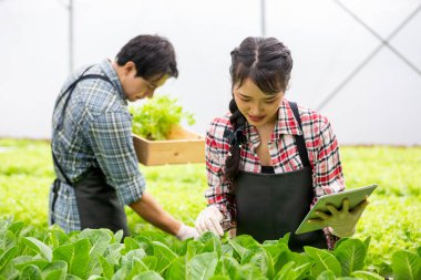 Asyalı çiftçiler akıllı tarım ve hasat için dijital tablet kullanıyorlar ve seradaki taze organik sebzelerin kalitesini kontrol ediyorlar. Modern tarım, yenilik ve sürdürülebilir gıda üretim kavramı.
