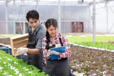 Asyalı çiftçiler akıllı serada birlikte çalışıyor, pano ve sandıkla hidrofonik organik sebzeleri inceliyor, takım çalışması, gıda güvenliği ve modern tarım uygulamalarını sergiliyorlar..