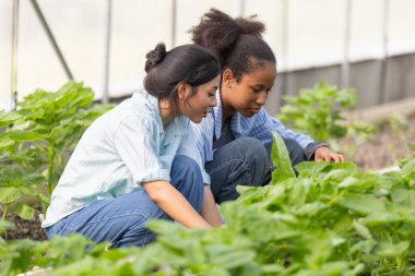 Bereketli bir organik sebze bahçesinde birlikte çalışan iki genç kadın yeşil yapraklı bitkileri inceliyor. Takım çalışması, sürdürülebilir tarım, sağlıklı gıda ve çevre dostu yaşam tarzı kavramı.