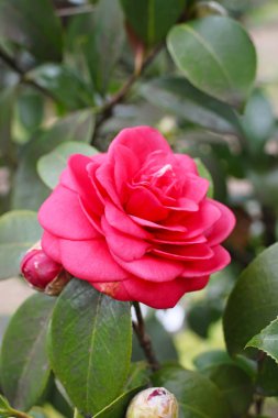 Bahçede baharın başında çekilmiş bulanık yeşil bir arka planı olan pembe bir Camillia çiçeğine yakın plan..