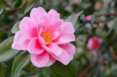 Bahçede baharın başında çekilmiş bulanık yeşil bir arka planı olan pembe bir Camillia çiçeğine yakın plan..