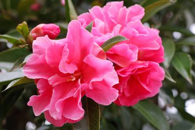 Bahçede baharın başında çekilmiş bulanık yeşil bir arka planı olan pembe bir Camillia çiçeğine yakın plan..