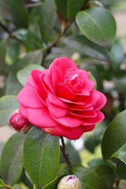 Bahçede baharın başında çekilmiş bulanık yeşil bir arka planı olan pembe bir Camillia çiçeğine yakın plan..