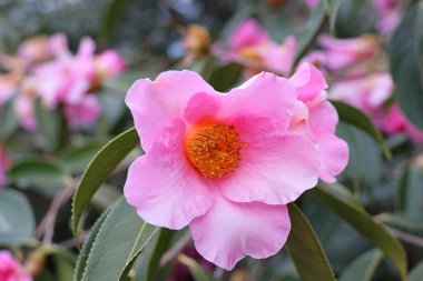 Bahçede baharın başında çekilmiş bulanık yeşil bir arka planı olan pembe bir Camillia çiçeğine yakın plan..