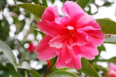 Bahçede baharın başında çekilmiş bulanık yeşil bir arka planı olan pembe bir Camillia çiçeğine yakın plan..