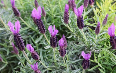 Güzel yaz lavantaları İtalya 'daki tarlalarda, mor çiçekler, yakın plan, seçici odak, bulanık kır çiçeği manzarası, canlı çiçek renkleri