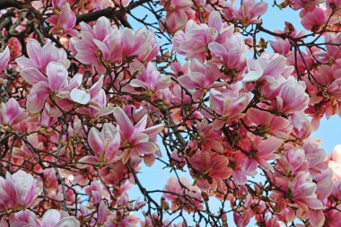 Manolya çiçeği açıyor, mavi gökyüzüne karşı çiçekler açıyor, kapanıyor