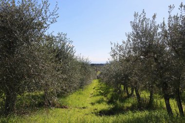 İtalya 'da güneşli bir günde zeytin ağaçları