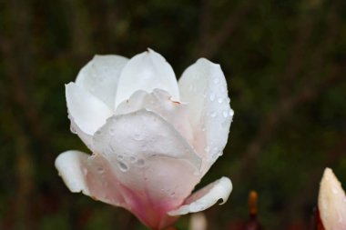Geniş manolya çiçeği, bulanık arkaplan
