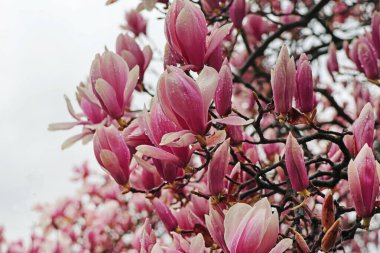 Manolya çiçeği açıyor, mavi gökyüzüne karşı çiçekler açıyor, kapanıyor