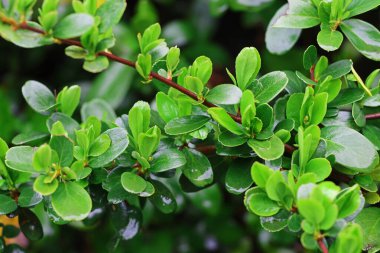 Parlak yeşil yapraklar yağmurdan sonra