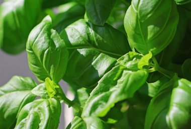 Güneş ışığında taze yeşil fesleğen yaprakları. Yaklaş.