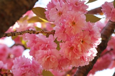 Mavi gökyüzüne karşı pembe sakura çiçekleri, bulanık arkaplan
