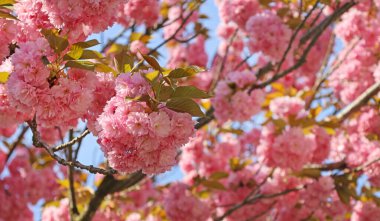 Mavi gökyüzüne karşı pembe sakura çiçekleri, bulanık arkaplan