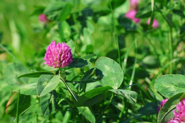 Yeşil tarlada pembe yonca çiçeği, bulanık arkaplan