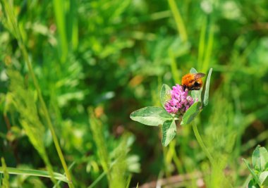 Arı tarladaki yonca çiçeğinden nektar topluyor, bulanık arkaplan