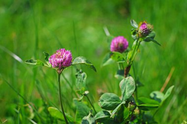 Yeşil tarlada pembe yonca çiçeği, bulanık arkaplan