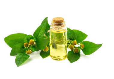 Beyaz arka planda bir şişe Acmella Oleracea, Paracress veya diş ağrısı özü izole.