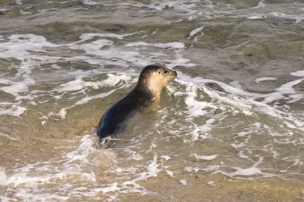 Harbor Seal Sulla Spiaggia Jolla San Diego Stati Uniti — Foto Stock