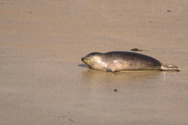 Harbor Seal Plaży Jolla San Diego Stany Zjednoczone — Zdjęcie stockowe