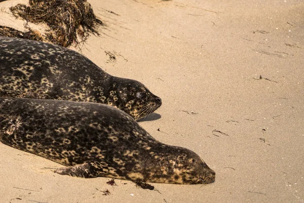 Harbor Seal Sulla Spiaggia Jolla San Diego Stati Uniti — Foto Stock