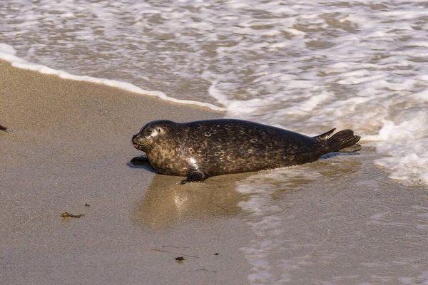 美国圣地亚哥拉乔拉海滩上的港口海豹 — 图库照片